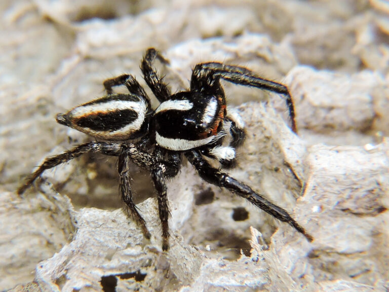 Qué tipo de araña blanca y negra se encuentra en Argentina
